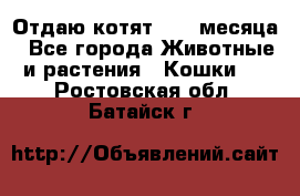 Отдаю котят. 1,5 месяца - Все города Животные и растения » Кошки   . Ростовская обл.,Батайск г.